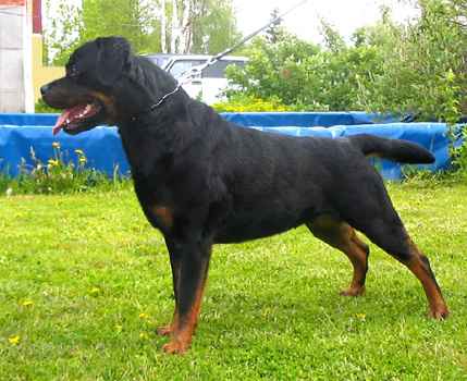 Черный Легион Лига Победителей