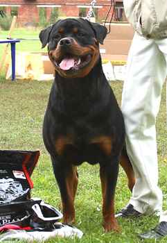 Черный Легион Сталкер