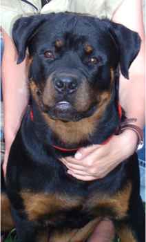 Черный Легион Стивенсон